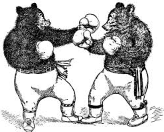 bearfight